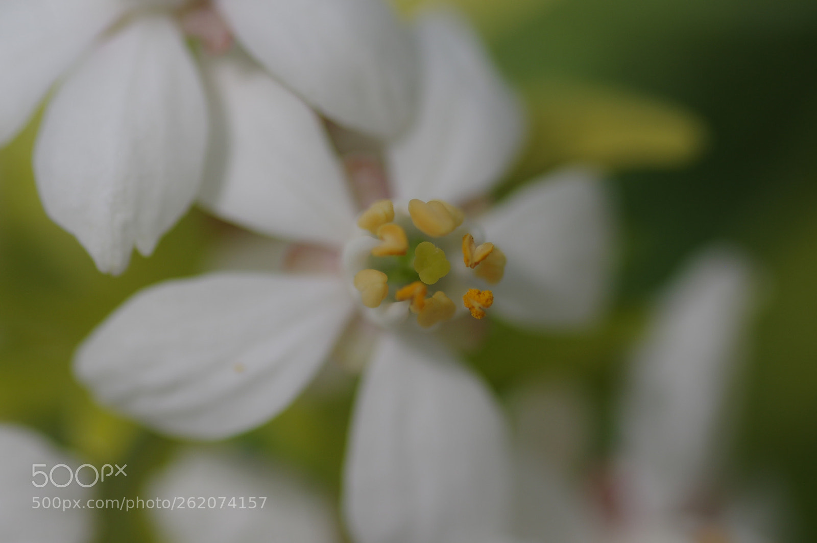 Pentax smc D-FA 100mm F2.8 Macro WR sample photo. Little hearts photography