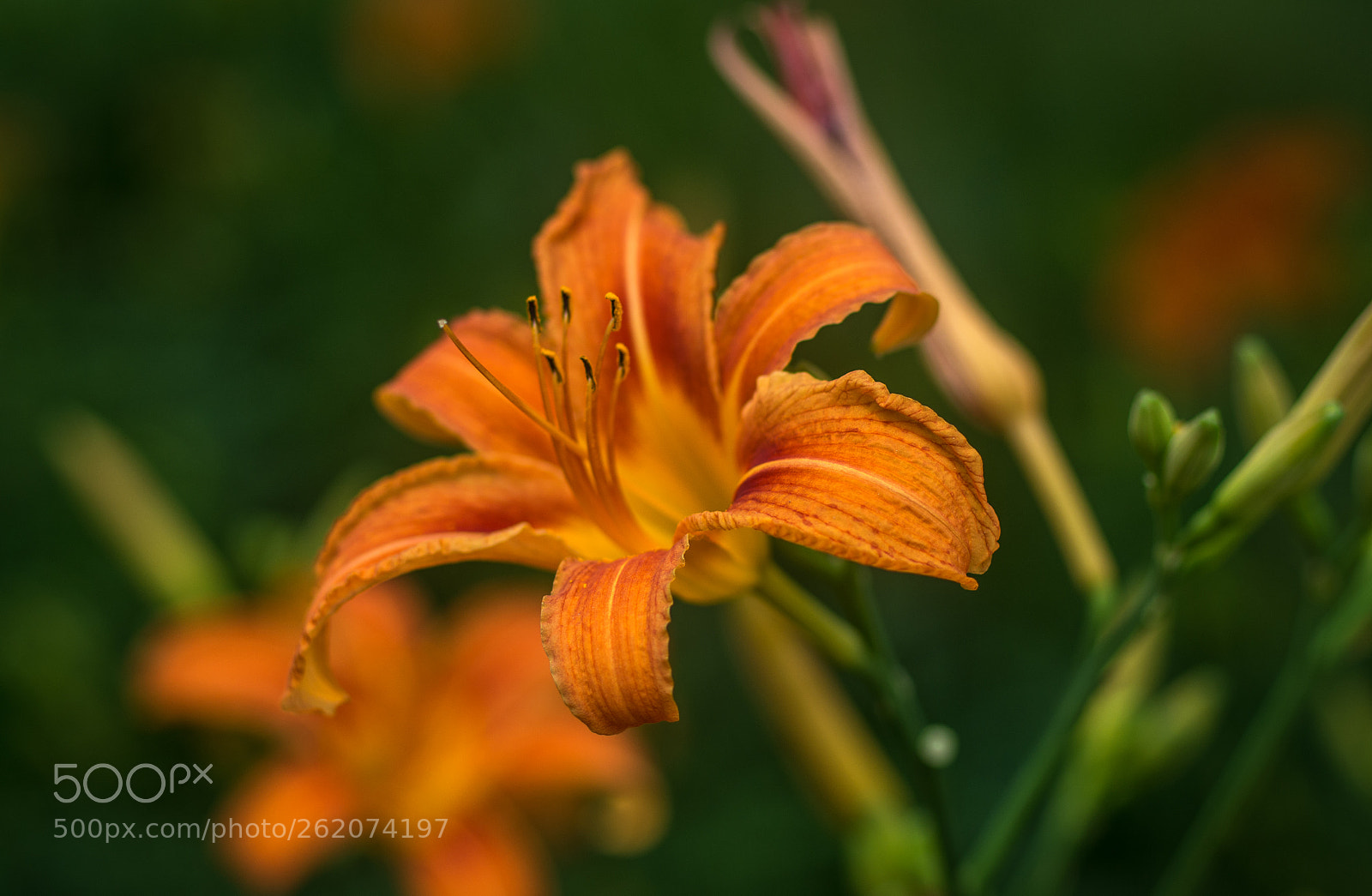Pentax K-5 IIs sample photo. Tiger lily vii photography