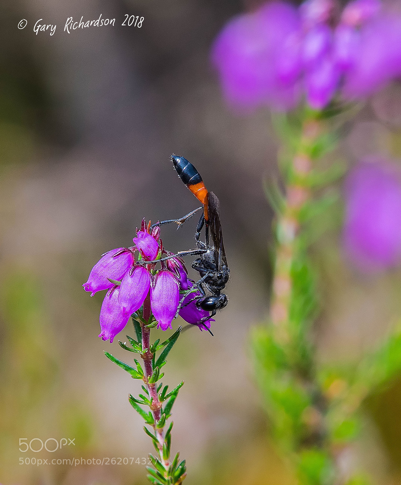 Nikon D500 sample photo. Ammophila pubescens photography