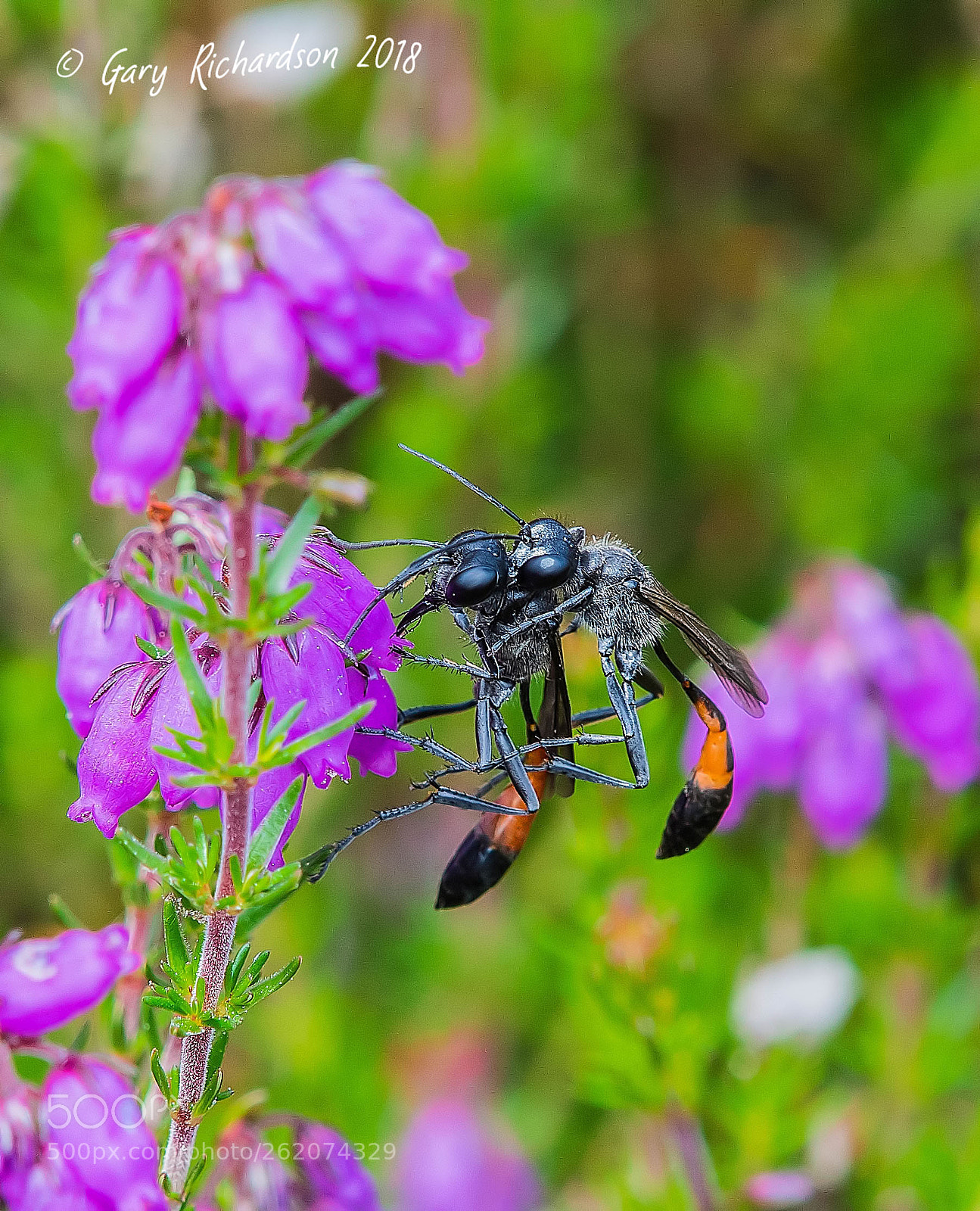 Nikon D500 sample photo. Ammophila pubescens photography