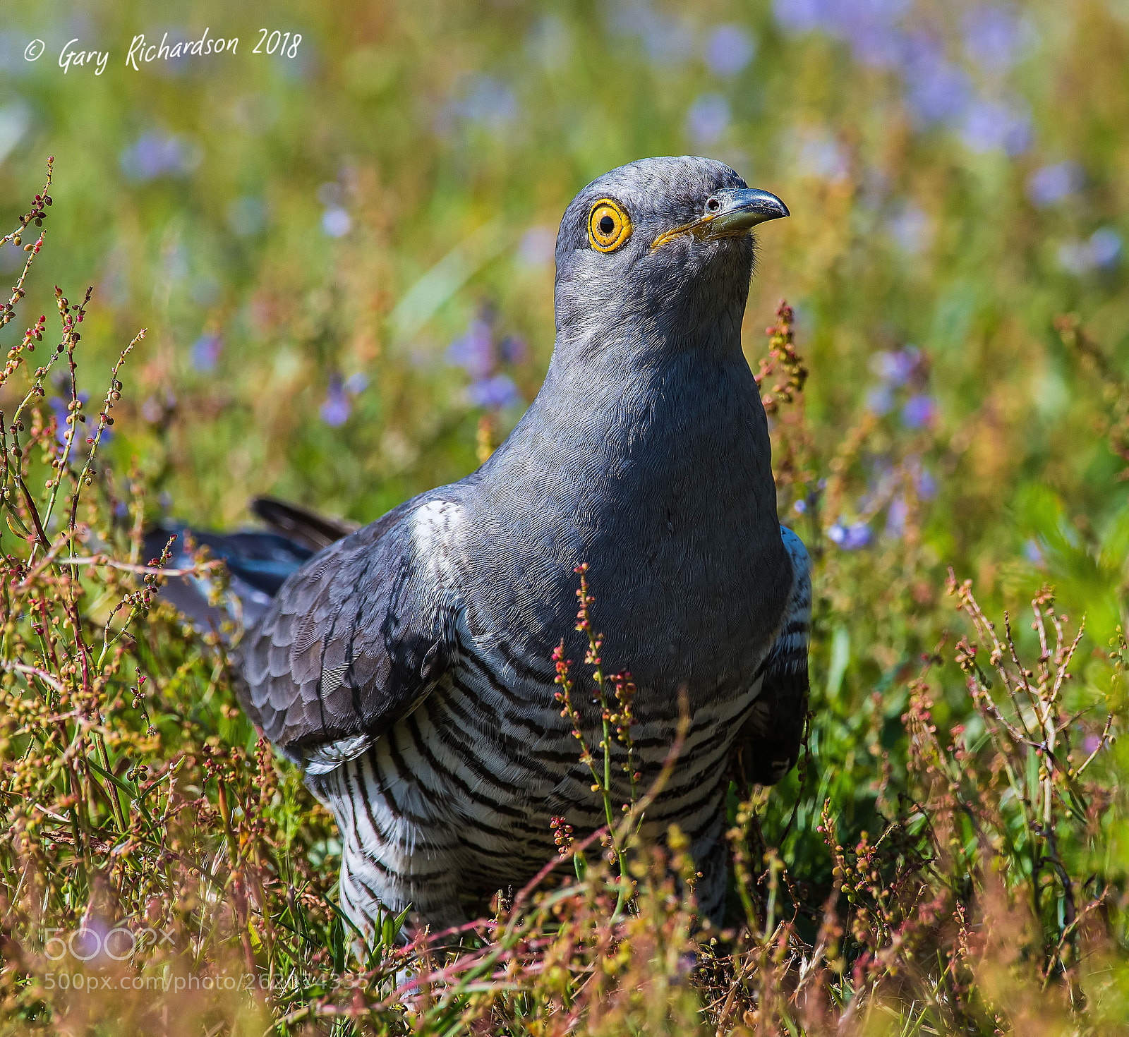 Nikon D500 sample photo. Cuckoo photography