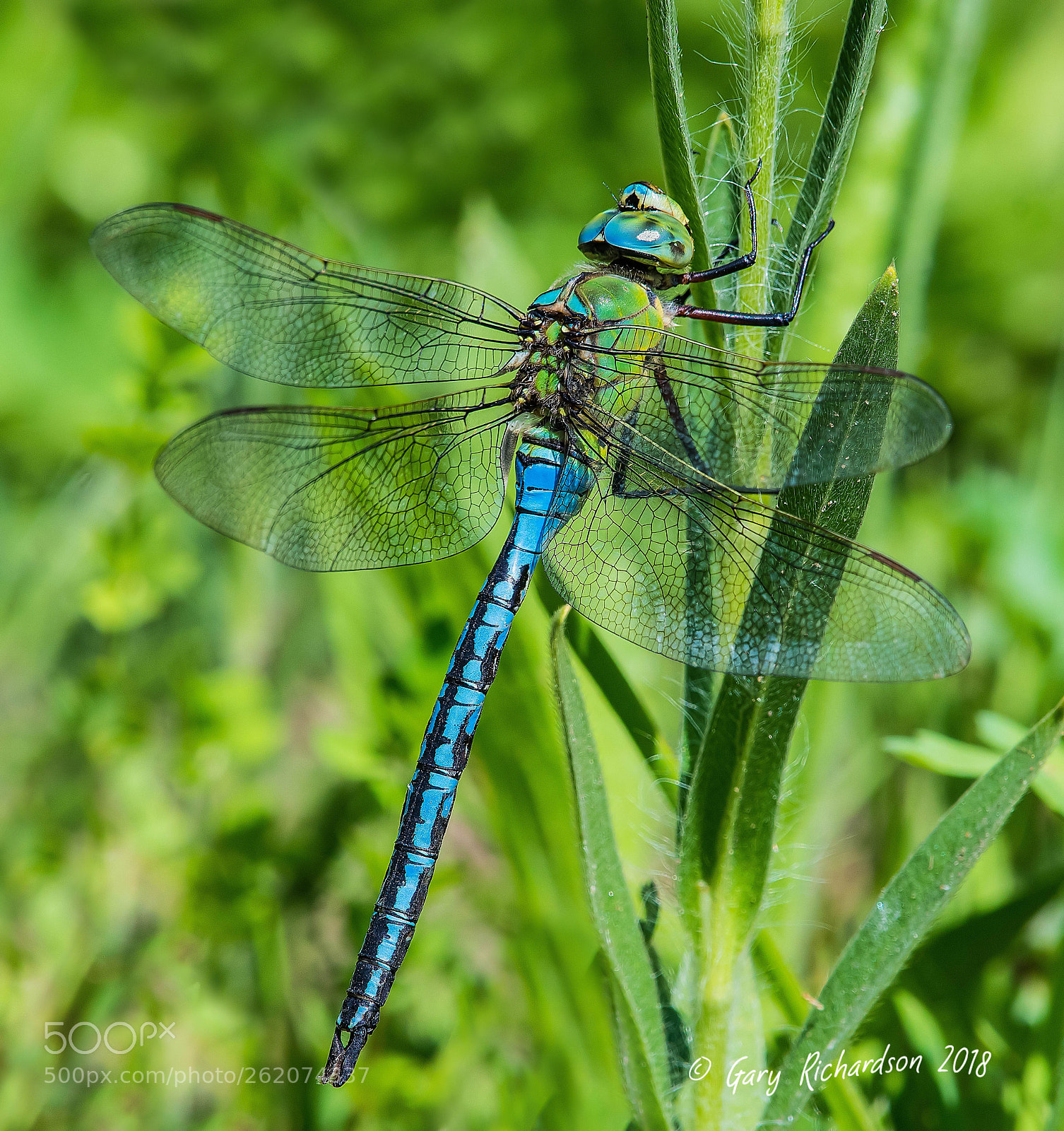 Nikon D500 sample photo. Emperor dragonfly photography