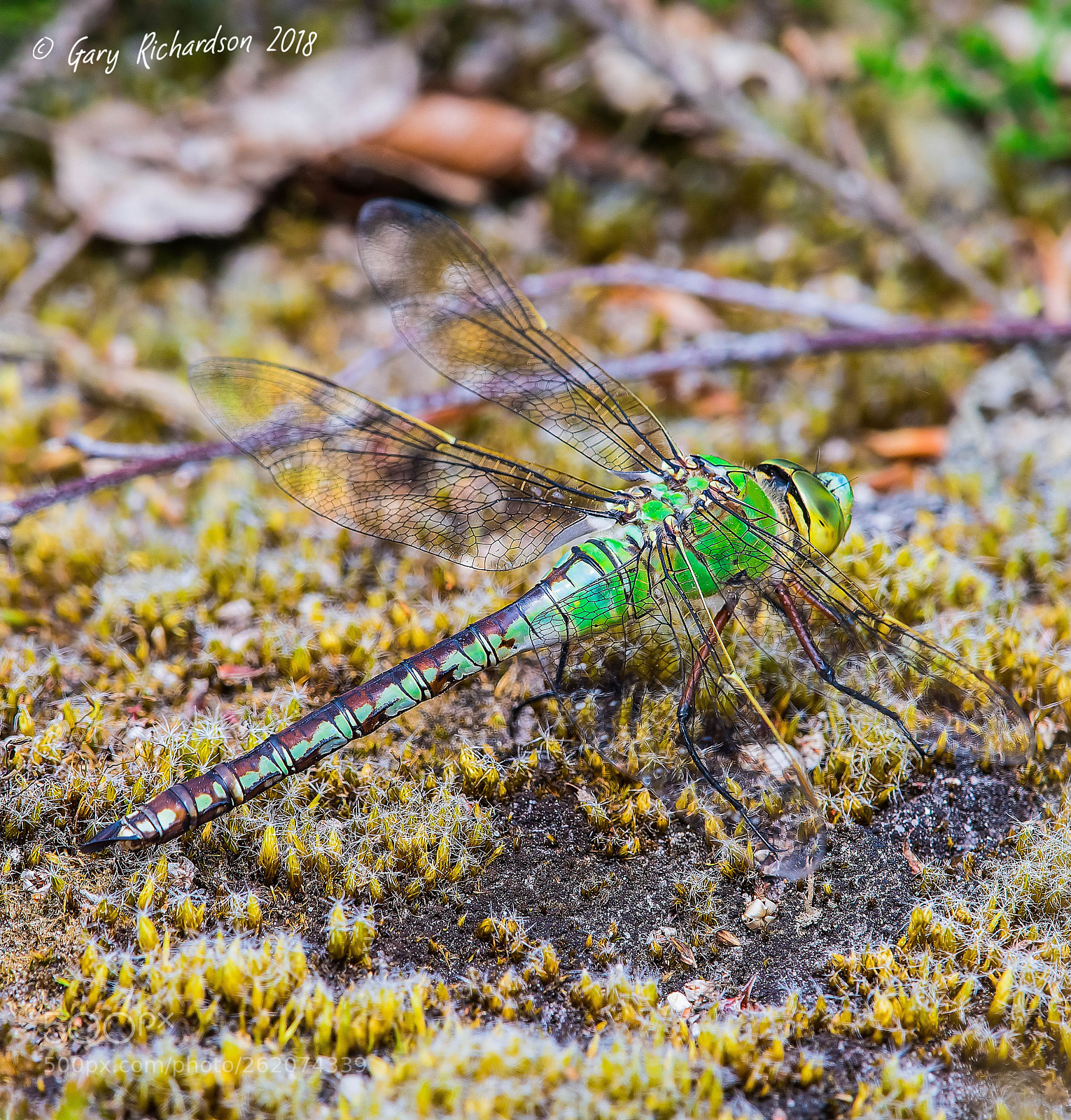 Nikon D500 sample photo. Emperor dragonfly photography