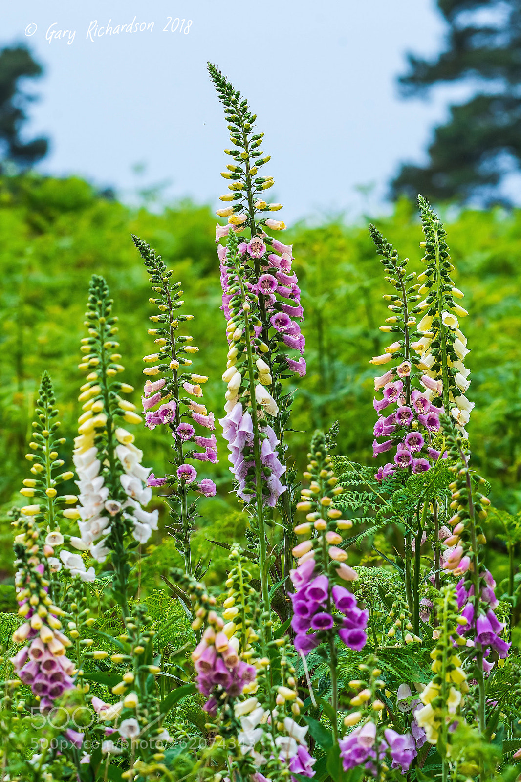 Nikon D500 sample photo. Foxglove photography