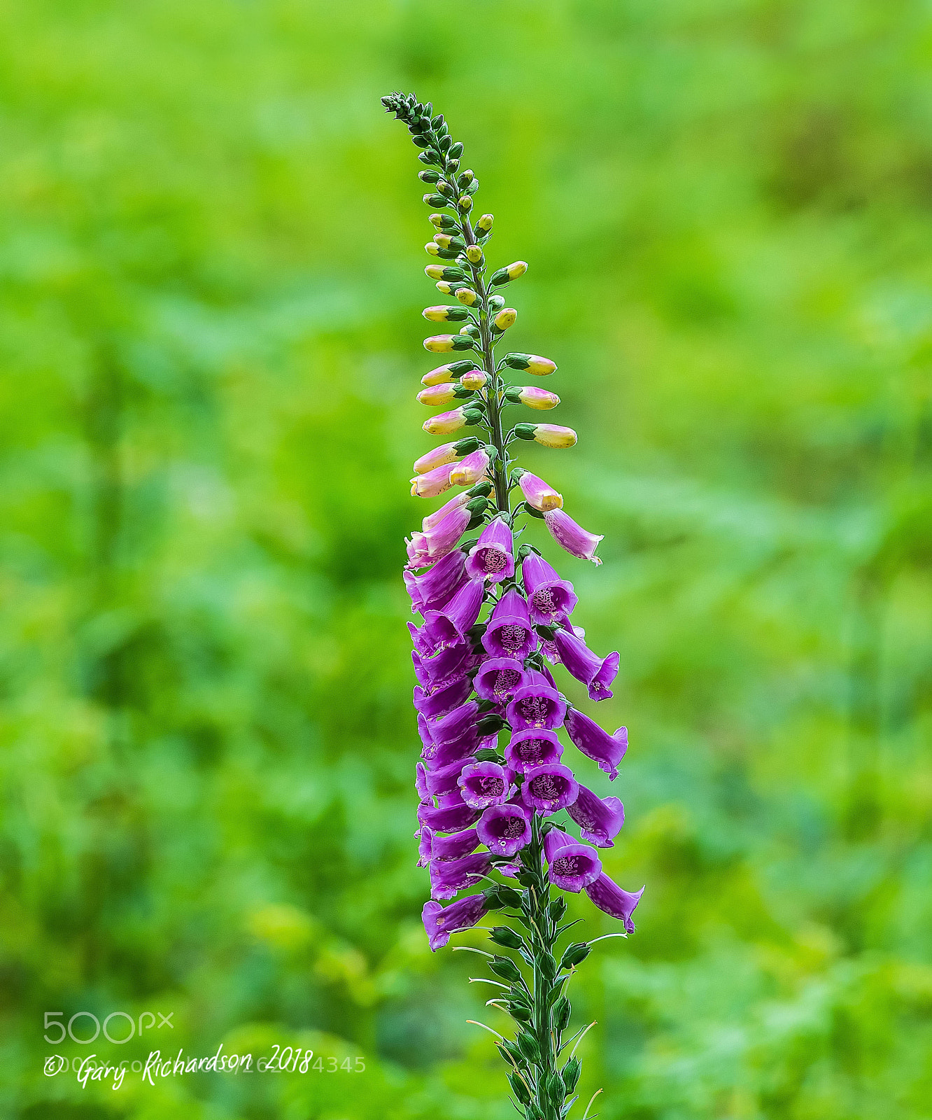 Nikon D500 sample photo. Foxglove photography