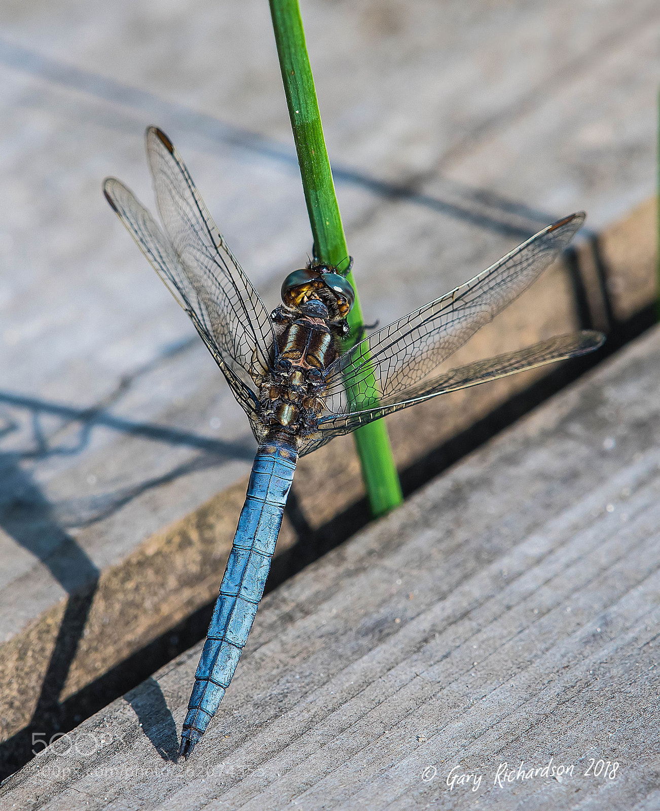Nikon D500 sample photo. Keeled skimmer (male) photography