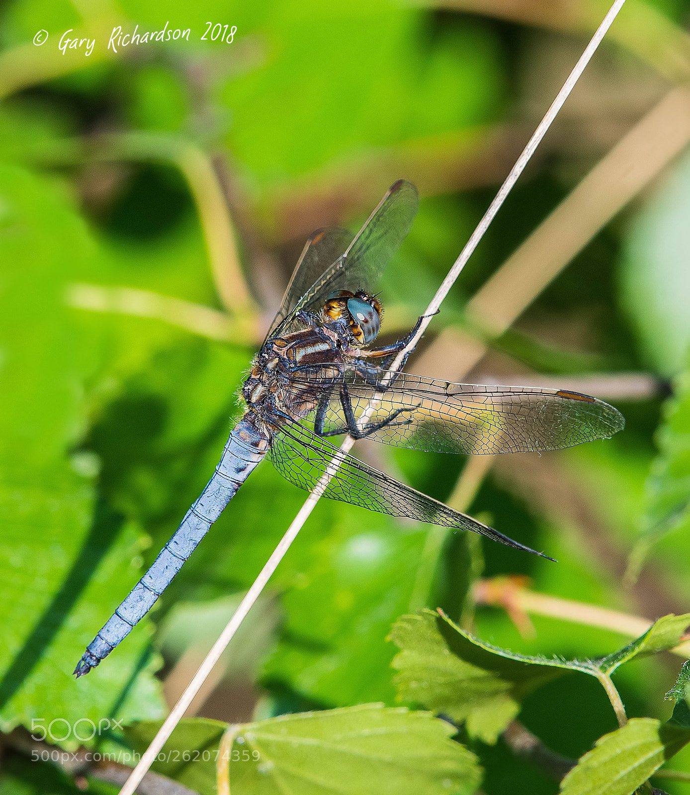 Nikon D500 sample photo. Keeled skimmer (male) photography