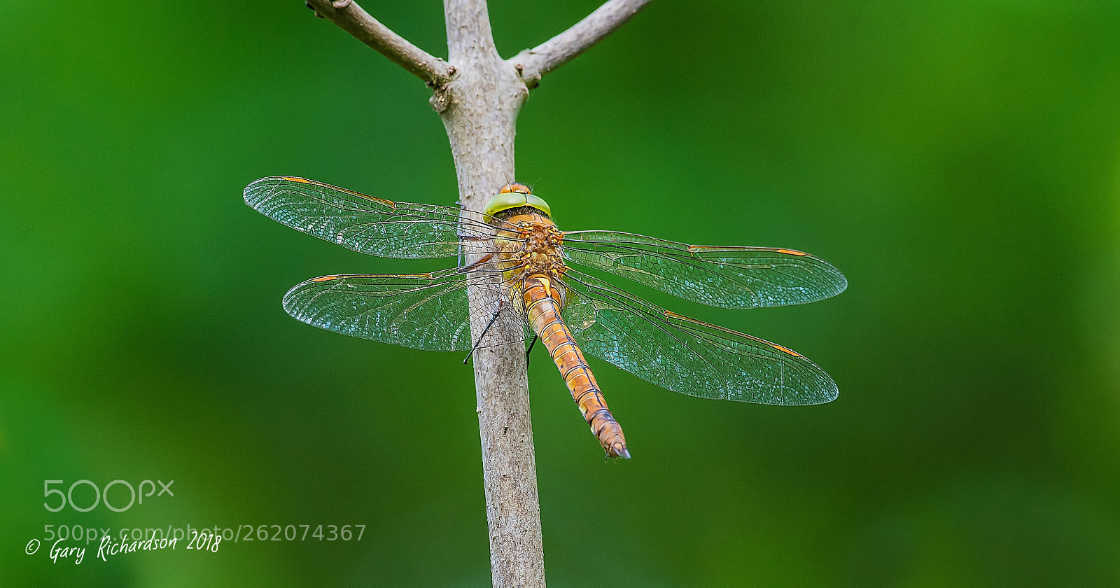 Nikon D500 sample photo. Norfolk hawker photography