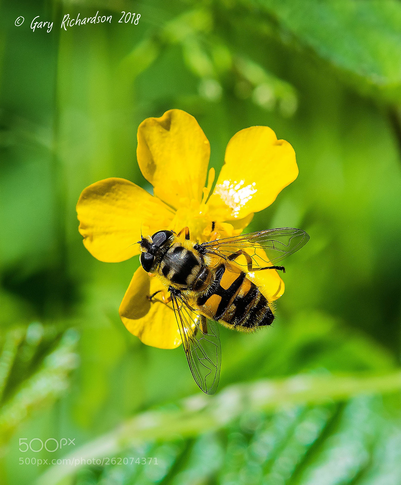 Nikon D500 sample photo. Myathropa florea photography