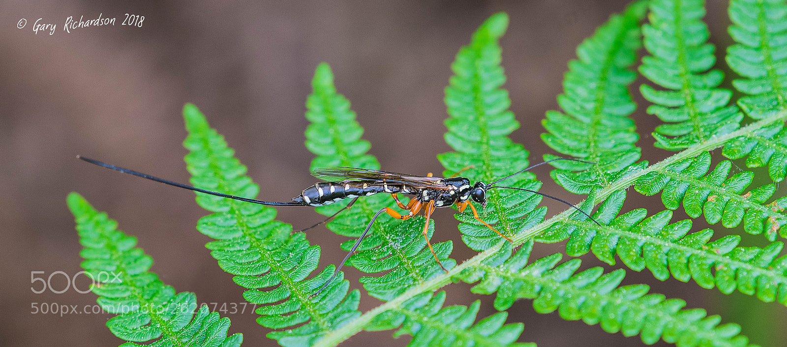 Nikon D500 sample photo. Rhyssa persuasoria sabre wasp photography
