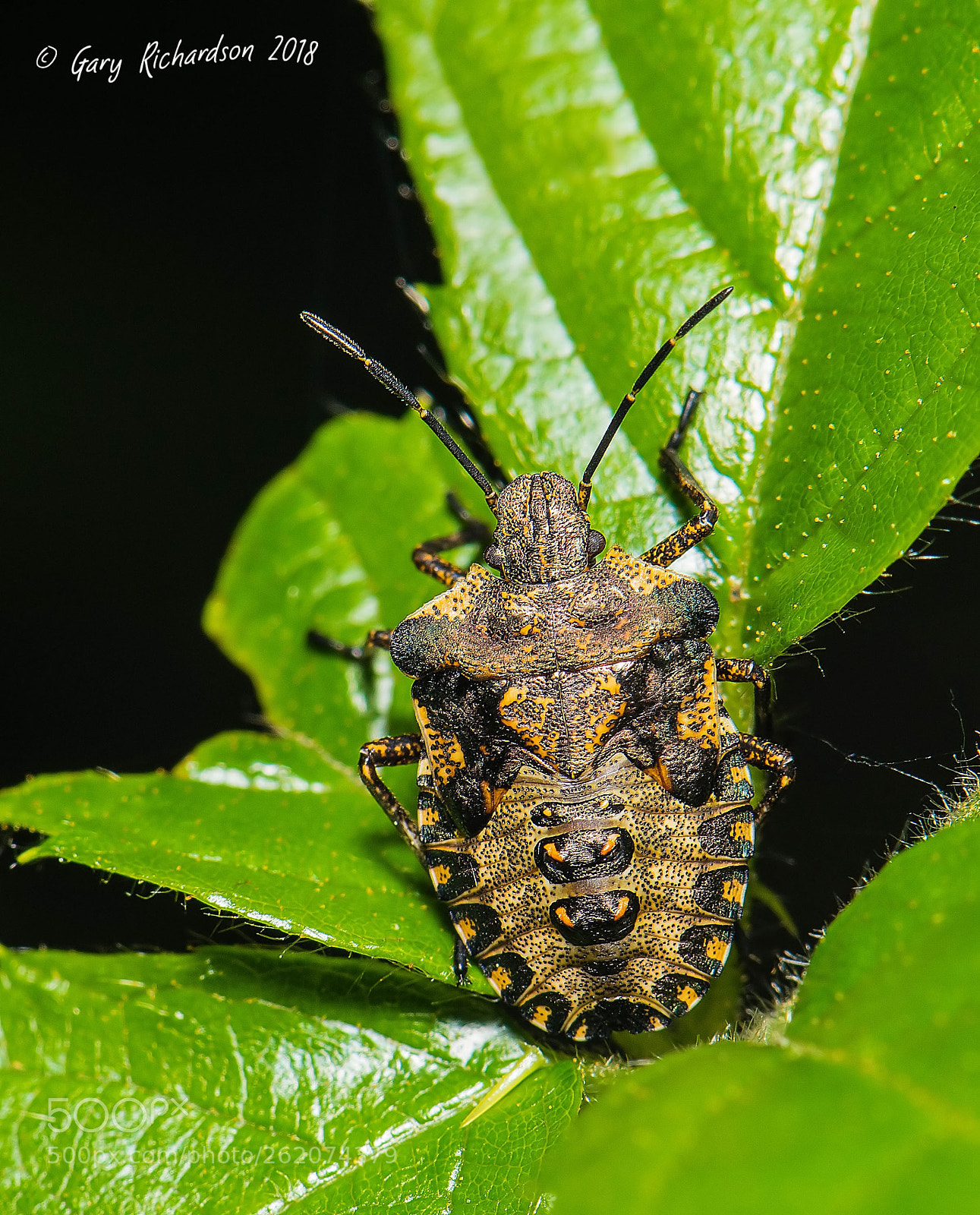 Nikon D810 sample photo. Pentatoma rufipes photography