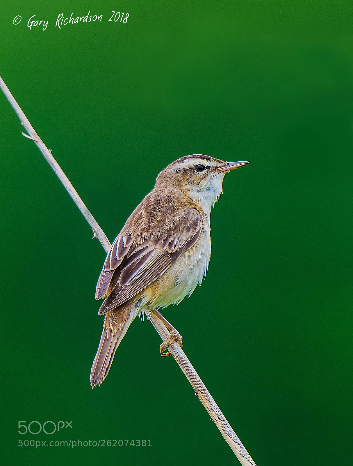 Nikon D4S sample photo. Sedge warbler photography