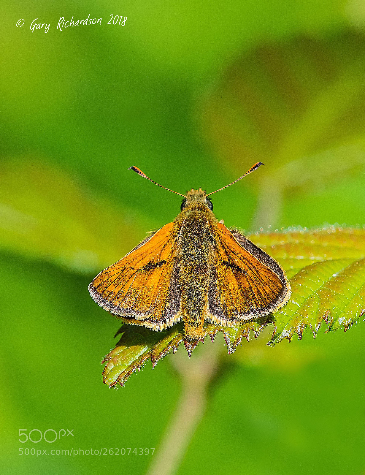 Nikon D500 sample photo. Small skipper photography