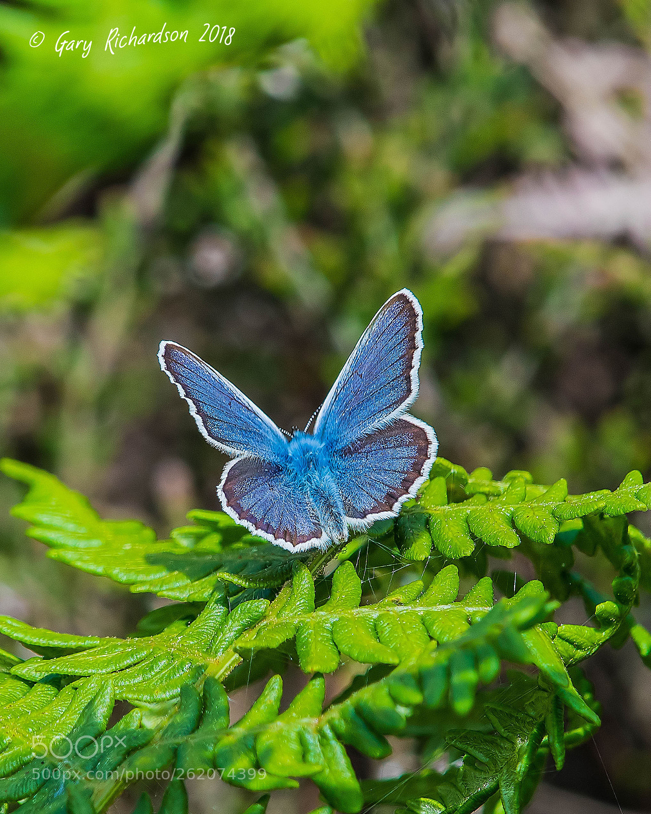 Nikon D500 sample photo. Silver studded blue photography