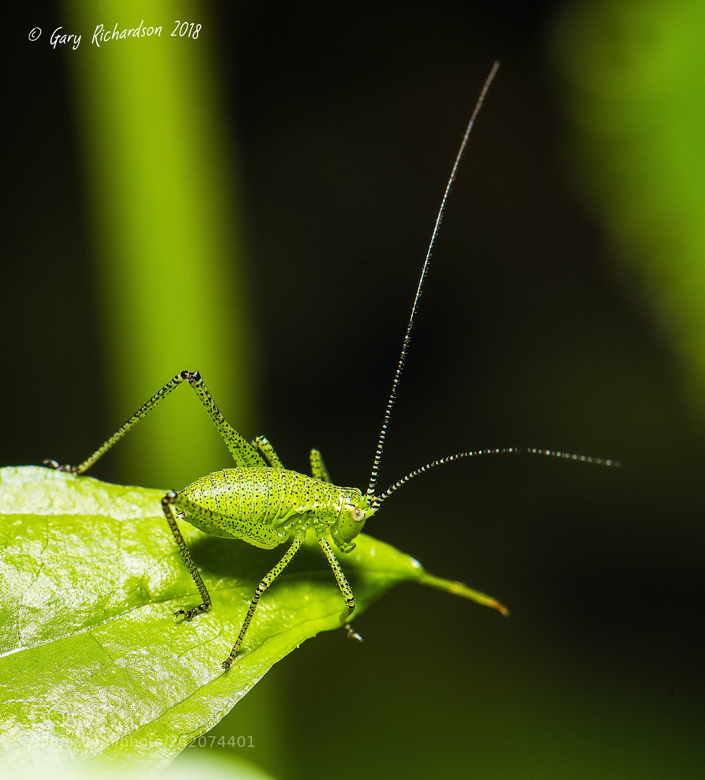 Nikon D810 sample photo. Speckled bush cricket photography