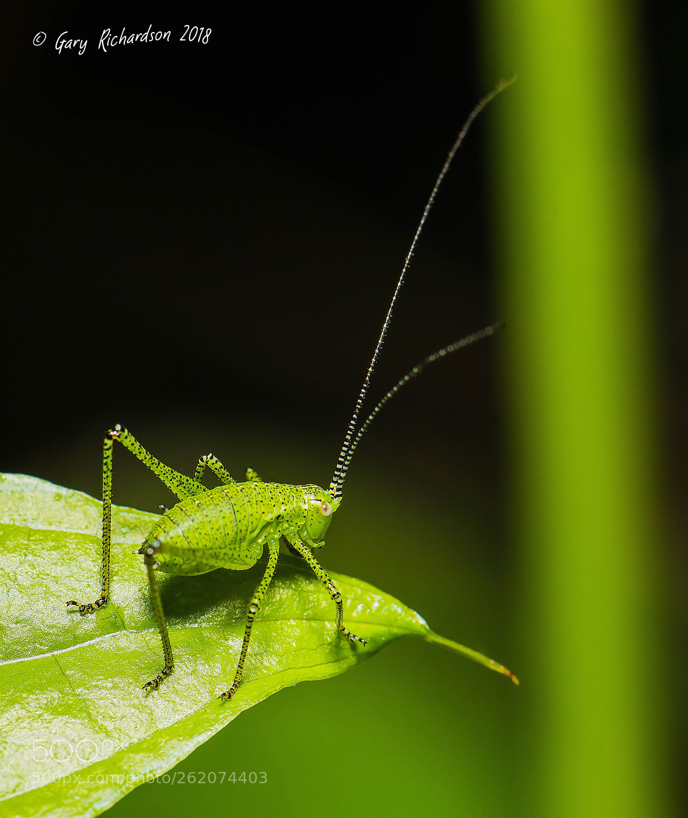 Nikon D810 sample photo. Speckled bush cricket photography
