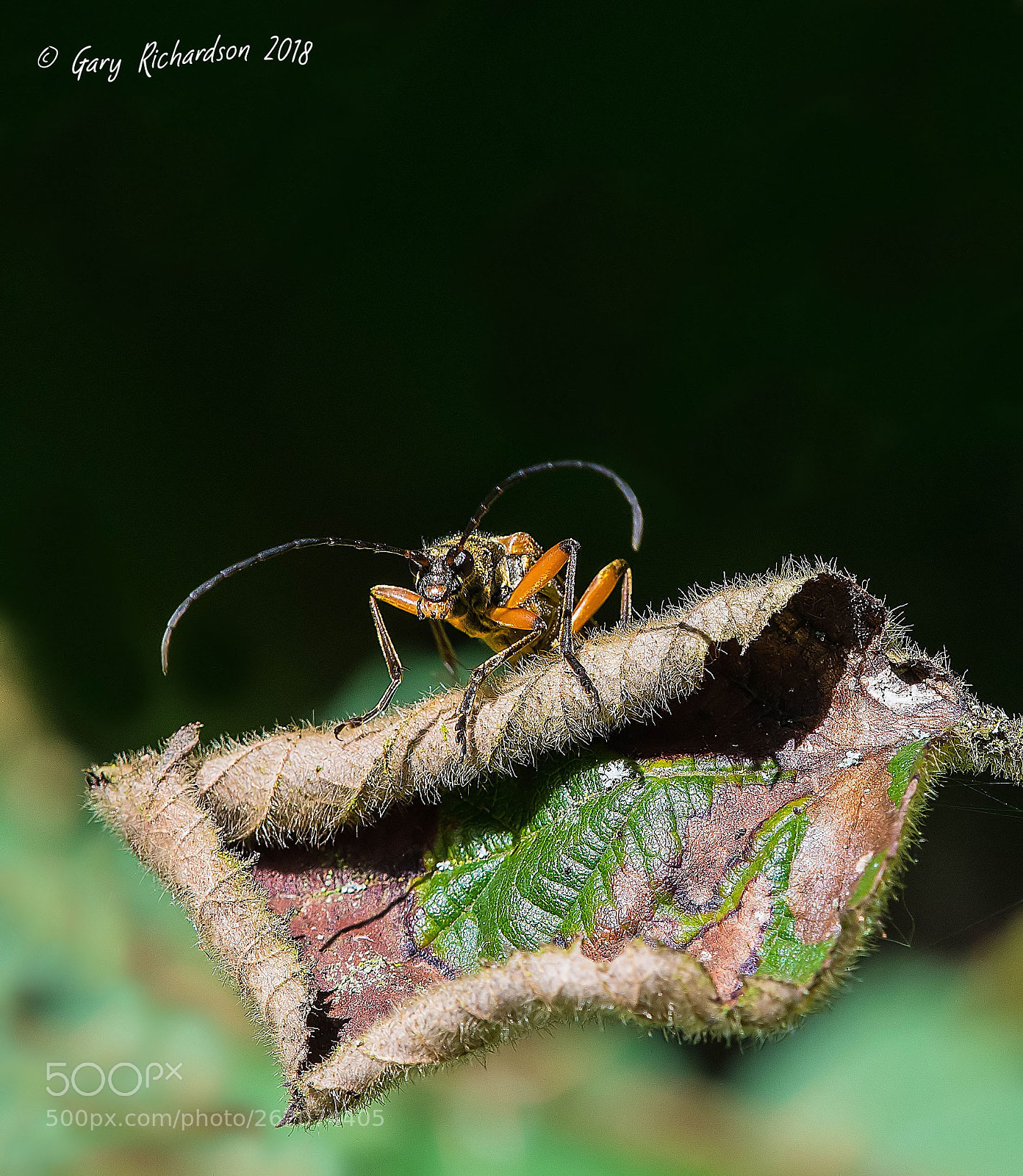 Nikon D500 sample photo. Stictoleptura rubra photography
