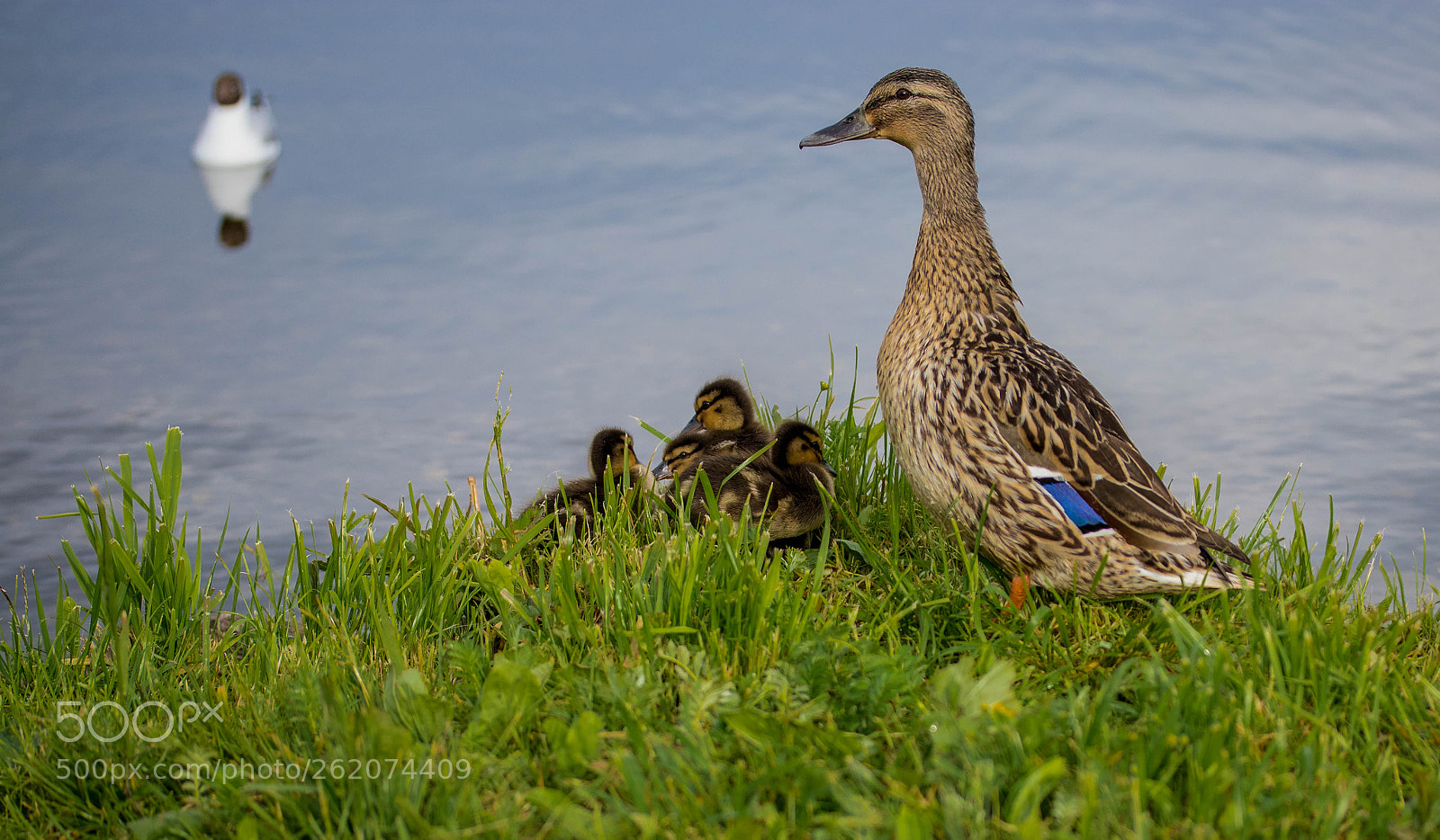 Canon EOS 80D sample photo. Family photography