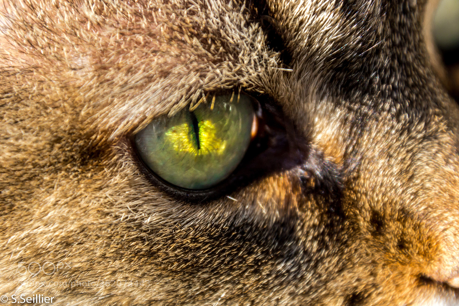 Canon EOS 700D (EOS Rebel T5i / EOS Kiss X7i) sample photo. Green eye photography