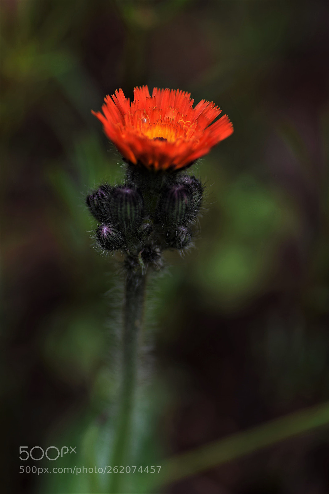 Nikon D3300 sample photo. Épervière orangée photography