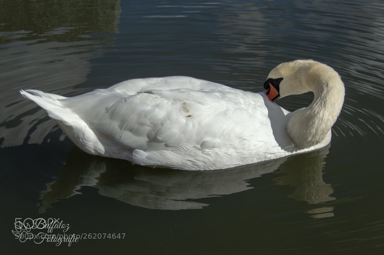 Nikon D3200 sample photo. White swan photography