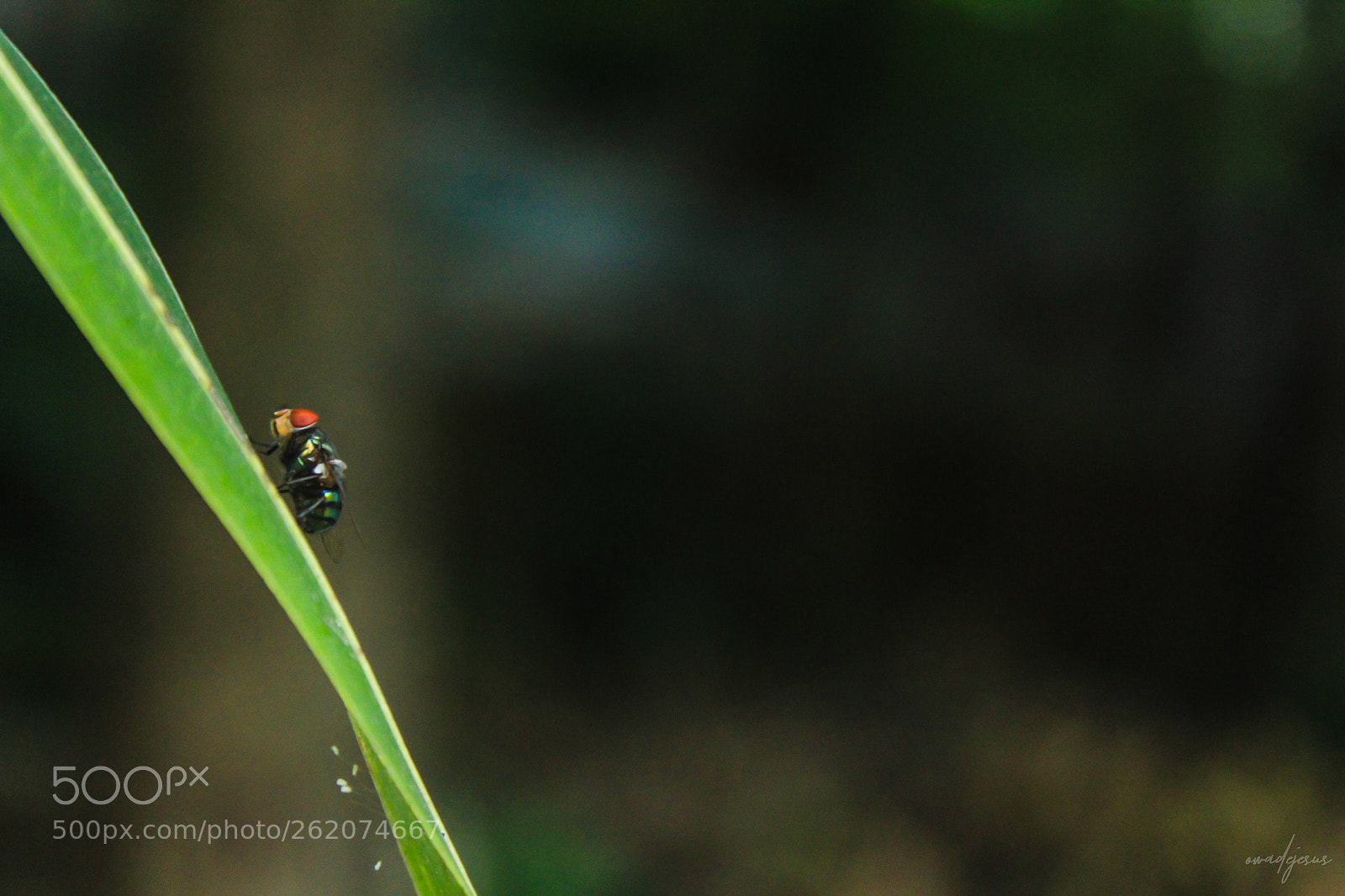 Canon EOS 60D sample photo. Untitled fly photography