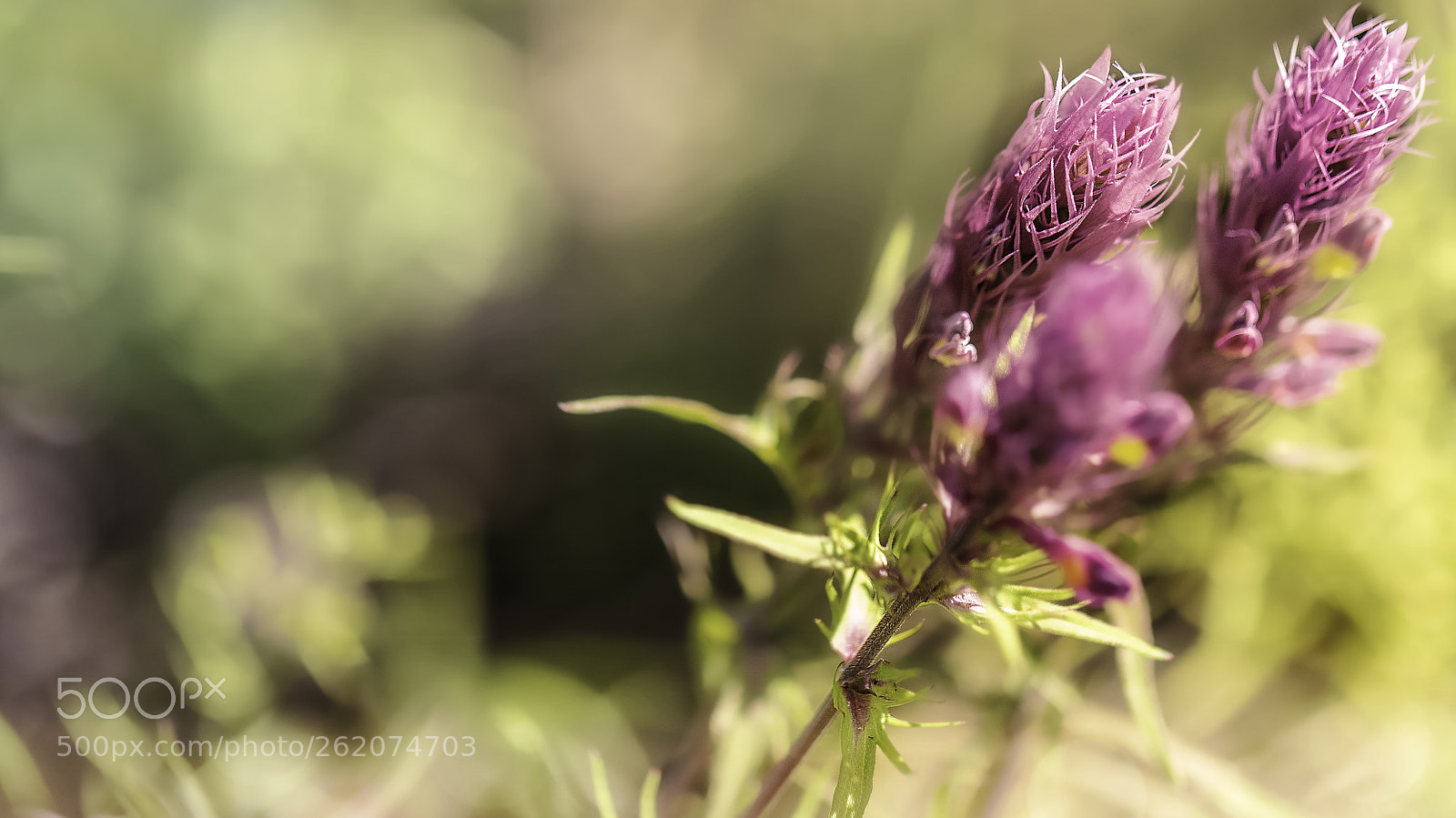 Canon EOS 6D Mark II sample photo. Img photography