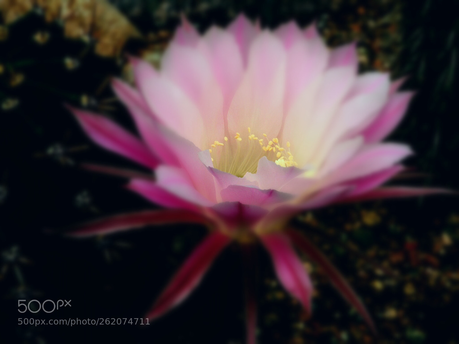 Olympus OM-D E-M10 II sample photo. Cactus bloom photography