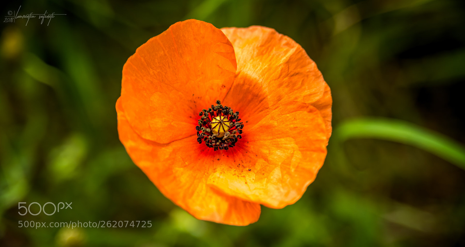 Nikon D750 sample photo. Orange-fl photography