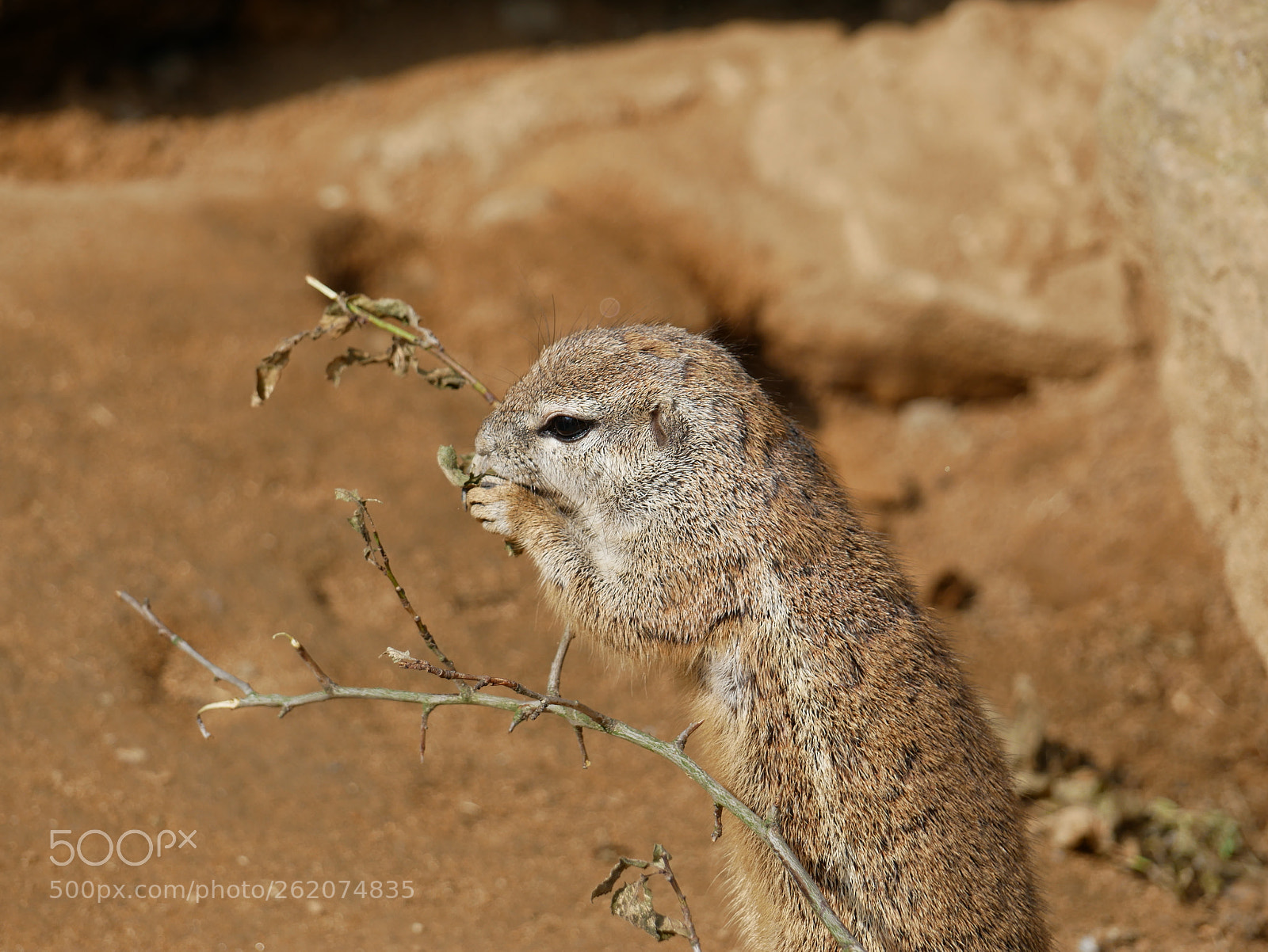 Panasonic Lumix DMC-G85 (Lumix DMC-G80) sample photo. Cape ground squirrel xerus photography