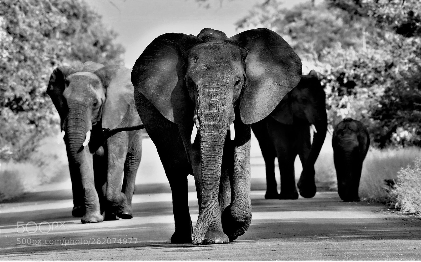 Canon EOS 760D (EOS Rebel T6s / EOS 8000D) sample photo. African elephant photography