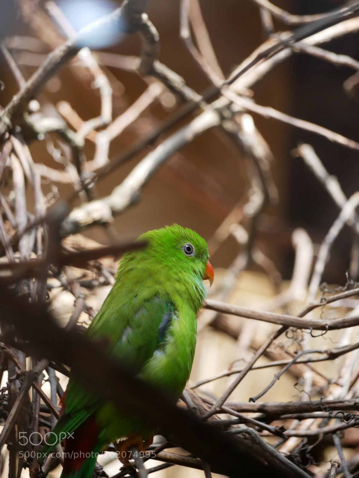 Panasonic Lumix DMC-G85 (Lumix DMC-G80) sample photo. Vernal hanging parrot loriculus photography