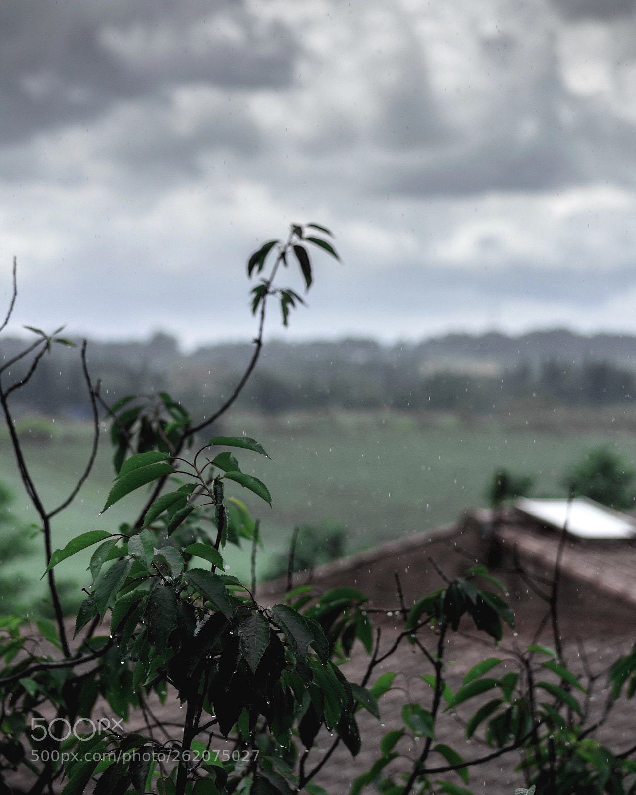 Canon EOS 1200D (EOS Rebel T5 / EOS Kiss X70 / EOS Hi) sample photo. Raining day photography