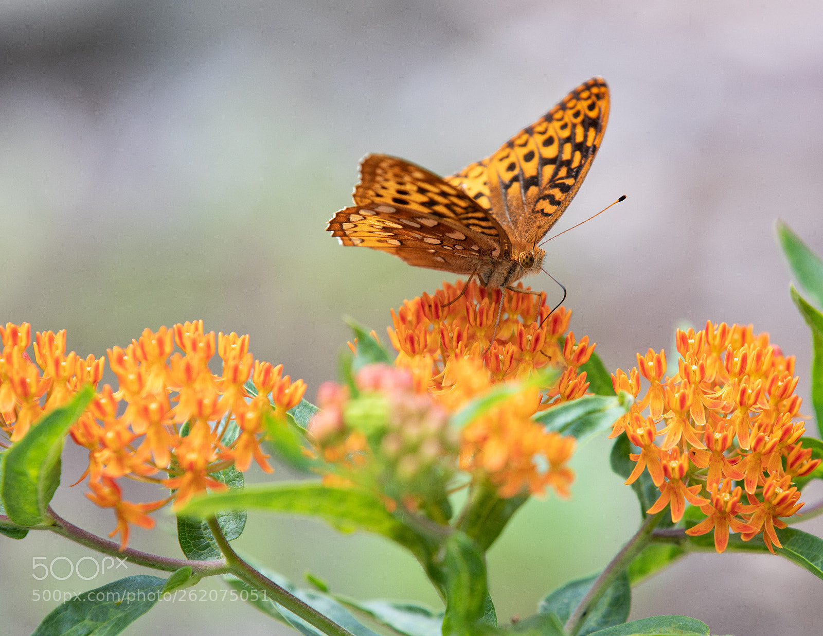 Canon EOS 5D Mark IV sample photo. Gulf fritillary photography