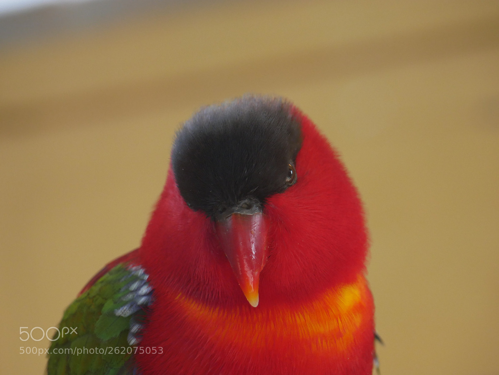 Panasonic Lumix DMC-G85 (Lumix DMC-G80) sample photo. Lory (lorius domicella) photography