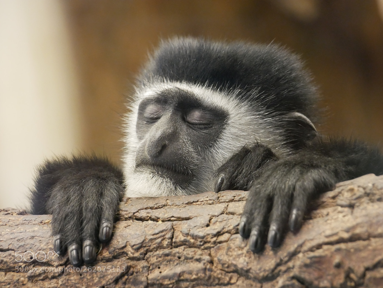 Panasonic Lumix DMC-G85 (Lumix DMC-G80) sample photo. Mantled guereza (colobus guereza) photography