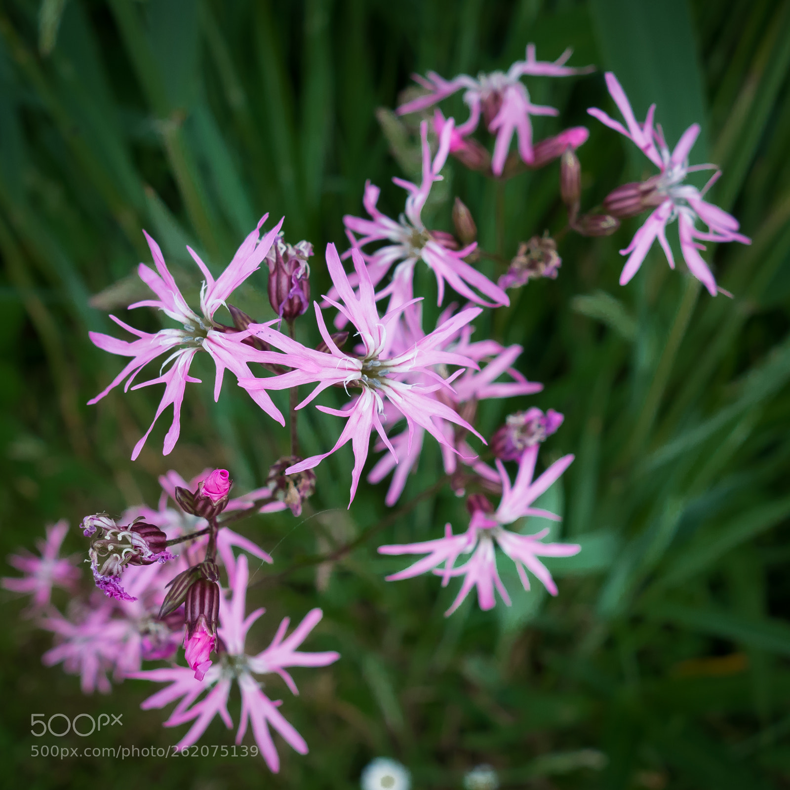 Sony Cyber-shot DSC-RX100 sample photo. Wild flowers photography
