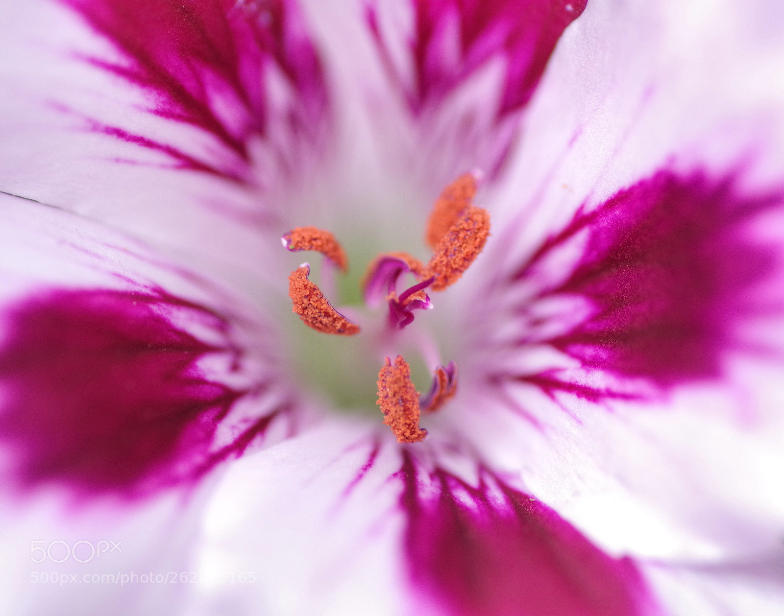 Pentax K-3 sample photo. Stamens photography