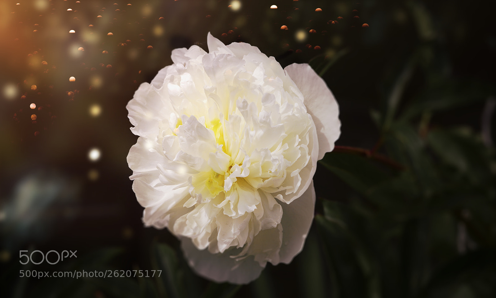 Sony ILCA-77M2 sample photo. Pfingstrose photography