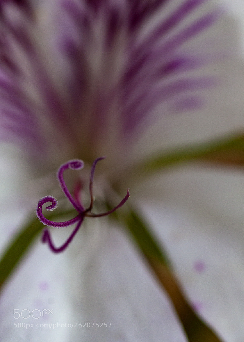 Canon EOS 50D sample photo. Octopus photography
