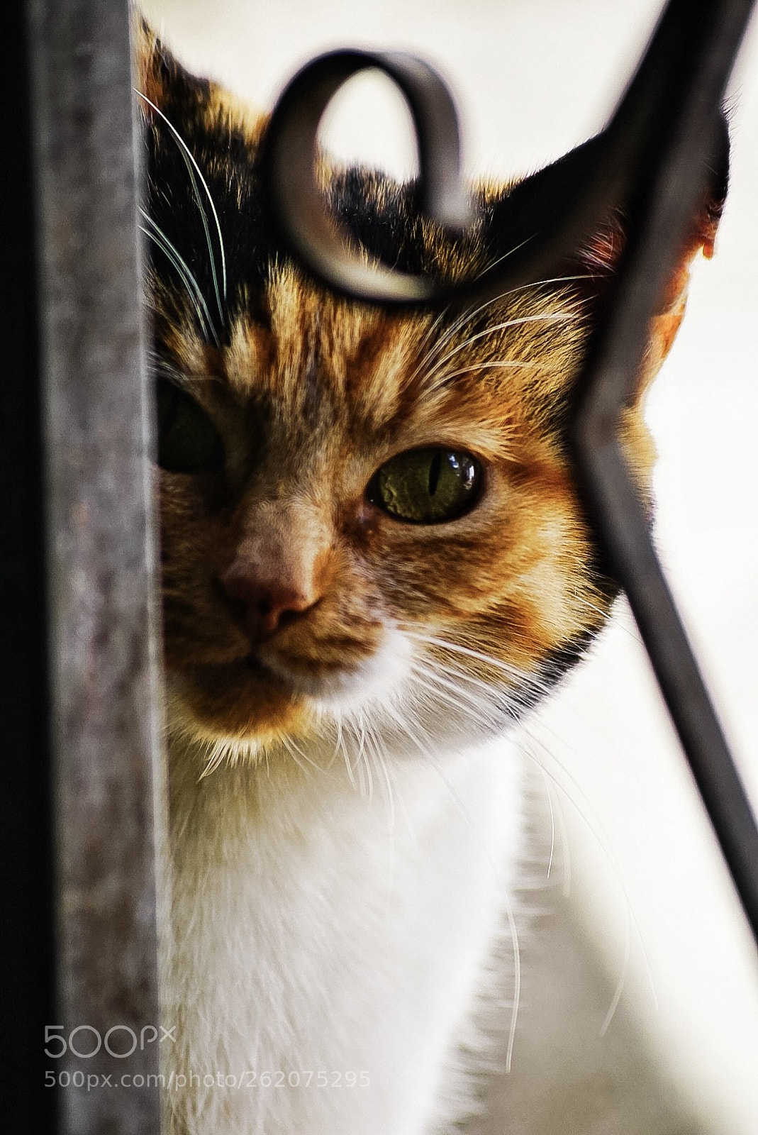 Sony ILCA-77M2 sample photo. Curiosidad photography