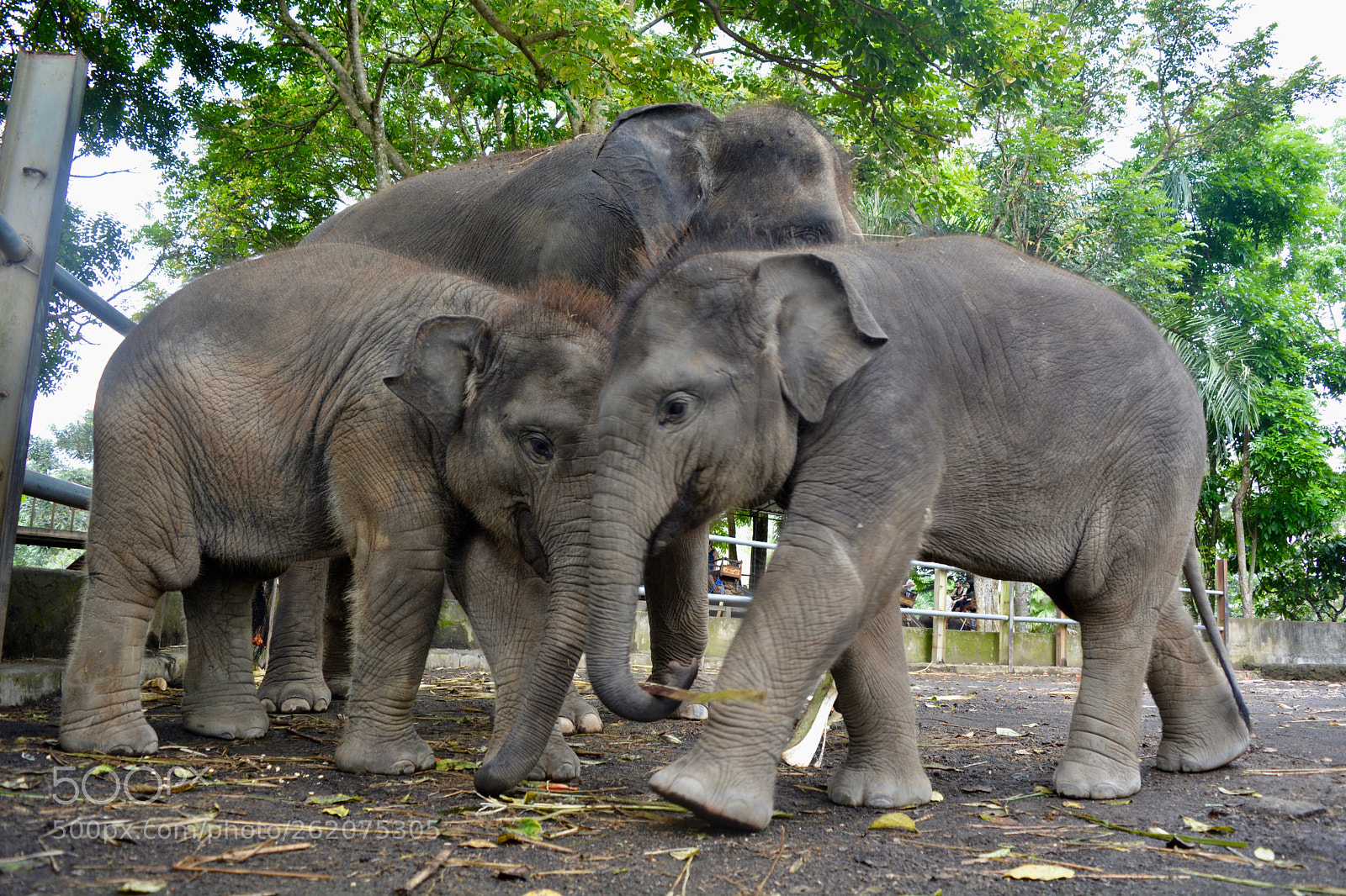 Nikon D5200 sample photo. Elephants photography