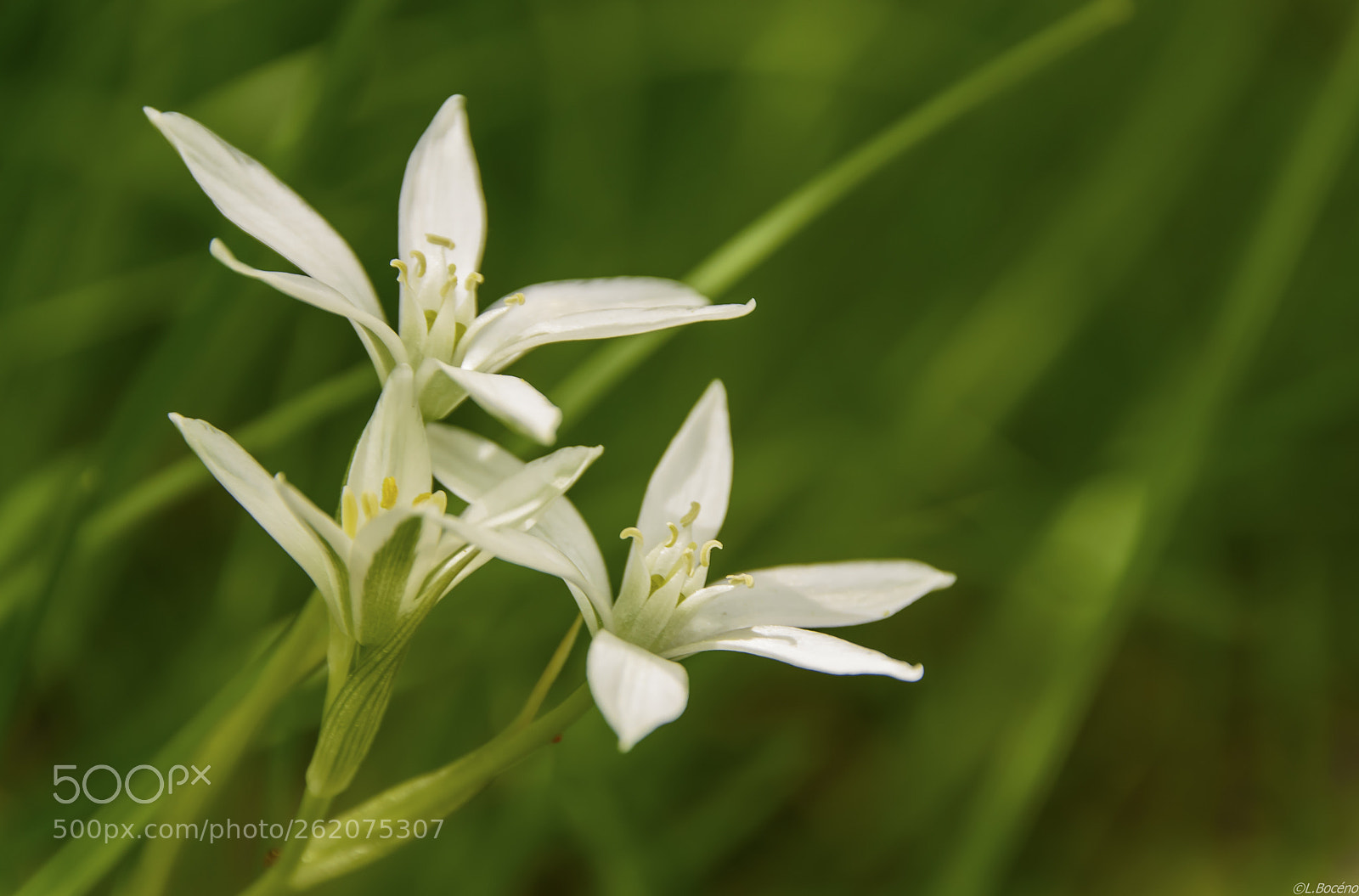 Nikon D5500 sample photo. Mountain white flower photography