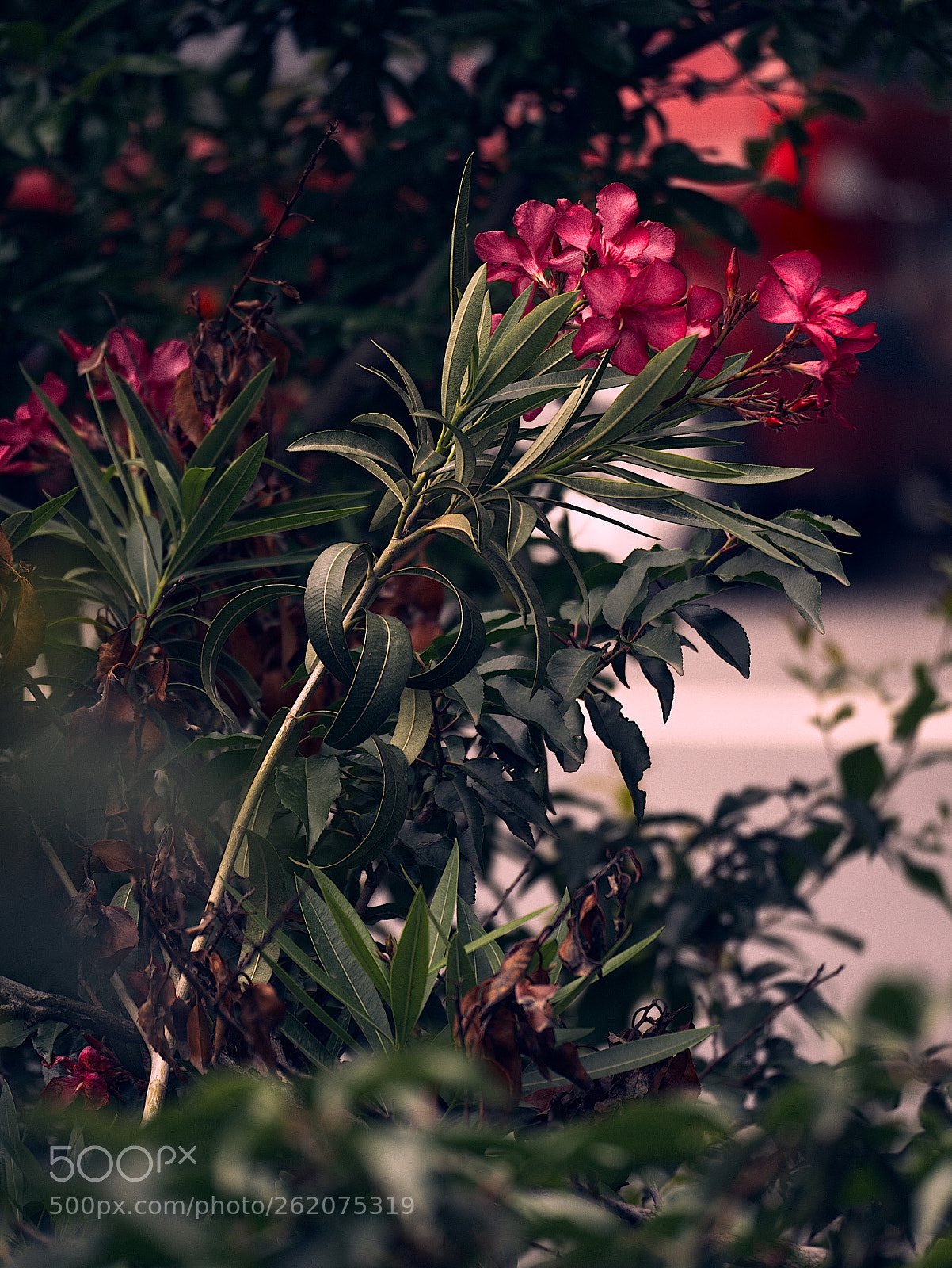 Panasonic Lumix DC-GX9 sample photo. Devenu fou photography