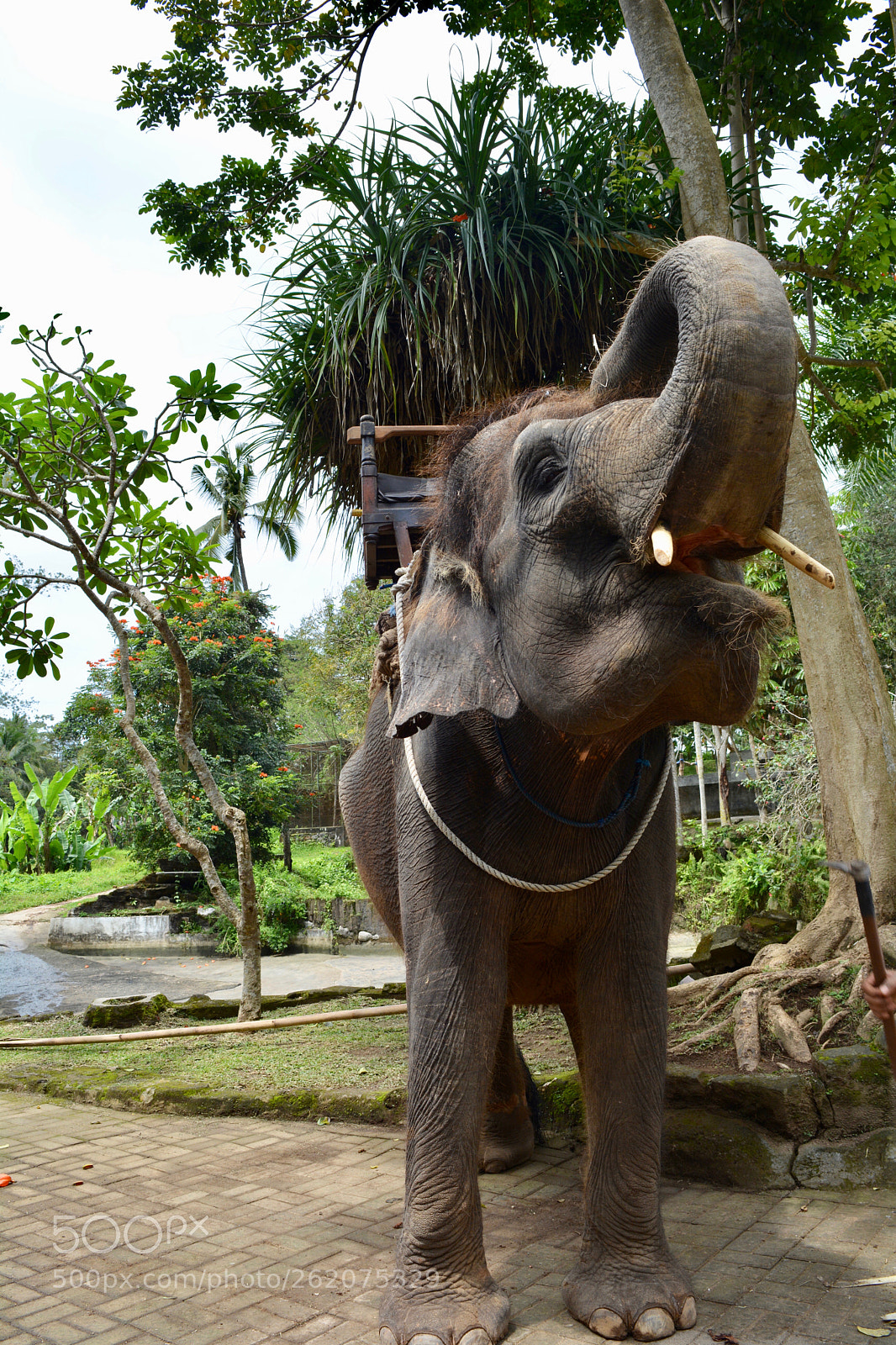 Nikon D5200 sample photo. Elephants photography