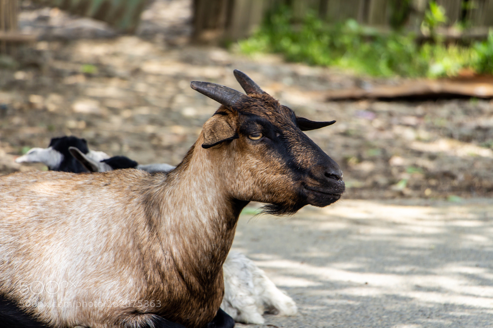 Canon EOS 700D (EOS Rebel T5i / EOS Kiss X7i) sample photo. Indian goat photography