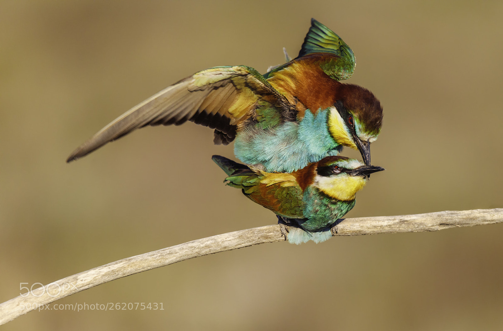 Canon EOS 5DS R sample photo. Y nadar mar adentro photography