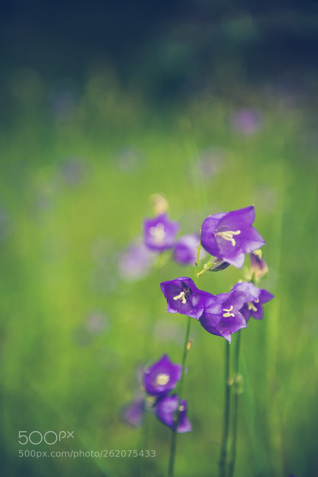 Nikon D610 sample photo. Untitled photography