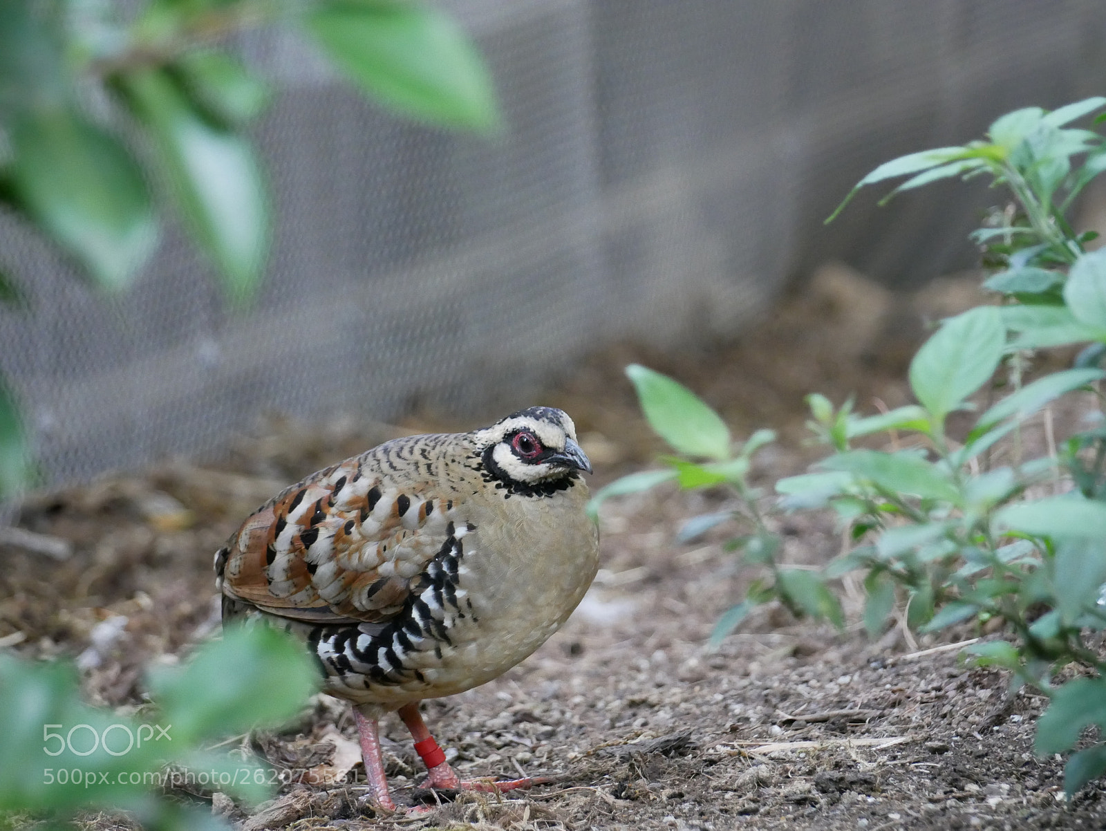 Panasonic Lumix DMC-G85 (Lumix DMC-G80) sample photo. Bird photography