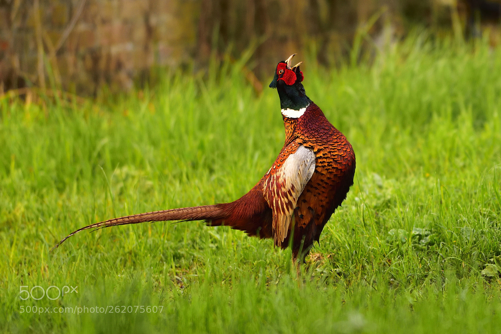 Nikon D750 sample photo. Pheasant (phasianus colchicus) photography
